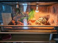 3 Leopardengeckos Inkl. Terarrium - Peine