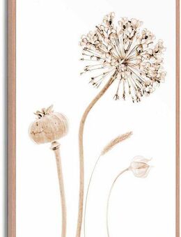 Reinders! Poster Trockenblumen