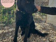 Liebevoller DIPSY sucht Forever Home ❤️ - Saarbrücken