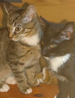 2 kitten - Ihlienworth