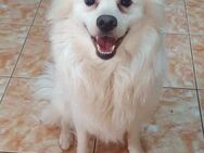 Japan-Spitz-Mix Rony sucht Liebe - Overath