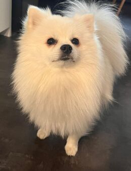 Pomeranian Zwergspitz - Lütjenburg Zentrum