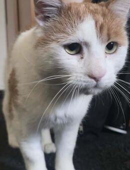 Motanel der Schmusebär - Schwaig (Nürnberg)