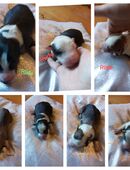 Border - Collie Welpen in 25788