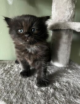 Liebevolle Katzenbabys suchen ein Zuhause – geboren am 7. Mai 🐾 - Baesweiler