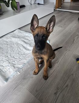 Malinois sucht neues Zuhause - Dietenheim Zentrum