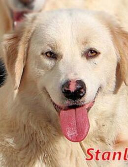 STANLEY - ein toller Kerl - Regensburg