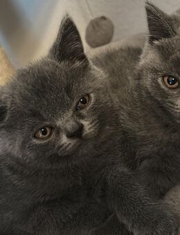 BKH britisch Kurzhaar Bluegrey kitten - Breidenbach