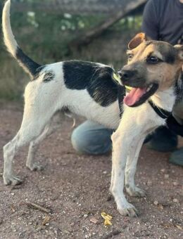 Zümi wartet auf ein tolles Hundeleben - Nordwalde