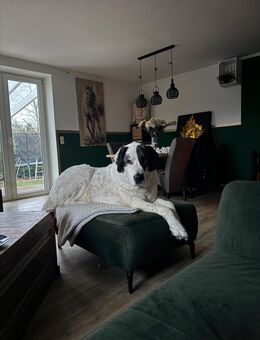 Russischer Oschtwarka 5 Jahre - Kirchgellersen