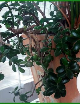 ♥ Geldbaum Crassula Ovata – Jadestrauch, pflegeleicht. Glücksbaum, Tulpenstolz,Dickblatt,Pfennigbaum,Sukkulente, Feng Shui, Reichtum - Hamburg