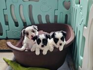 Zuckersüße Papillon-Chihuahua Welpen suchen Ihr zu Hause ! - Wehr (Rheinland-Pfalz)