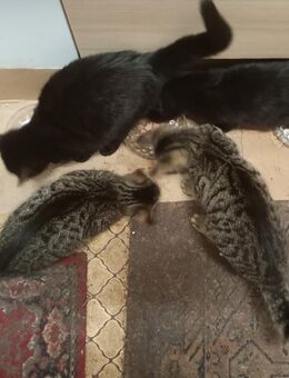 2 der Babys aus dem Mai 2025 möchte ich gern abgeben - Ückeritz