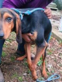 Moro - schüchterner junger Hundemann - Würzburg