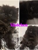 Reinrassige Perser Kitten in 63505