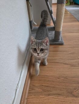 Bkh kitten braucht sicheres zuhause - Gelsenkirchen