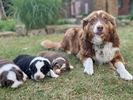 Australian Shephard Welpen - Emlichheim