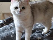 Deckkater BKH Silver Shaded - Bochum