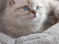 Noch 3 süße Perser / Maine Coon Mix Katzenbabys, Babykatzen, Kitten, cats, Katzen - Berlin Steglitz-Zehlendorf