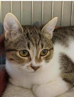 🐱 Geschwister Milo & Molly 🆘NOTFALL - Eislingen (Fils)