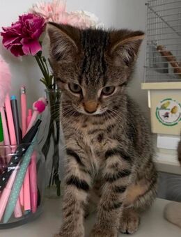3 süße Babykitten abzugeben - Krefeld