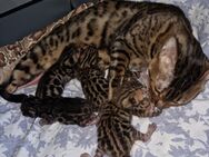 Bengal Kitten geboren 24.12.24 - Hamburg