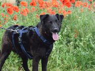 Unsere tolle schwarze Schäferhundmischlingshündin Stella 1,5 J sucht ein warmes Körbchen - Angern