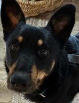 Sami sucht liebevolle Menschen - München