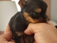 Yorkshire terrier Welpen - Passau