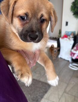 Mischlingswelpe ab Dezember abzugeben - Düsseldorf