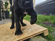 CaneCorso Welpen - Grünberg