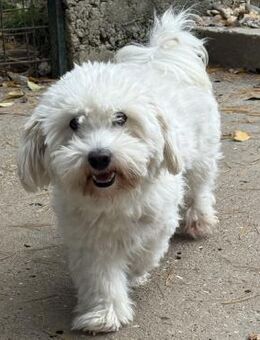 Laki sucht seine Menschen - Krefeld