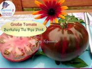 ♥ Große Tomate Berkeley Tie Dye Pink rosa gestreift Samen Tulpenstolz Alte Sorte,Garten,Rarität,samenfest,Saatgut - Hamburg