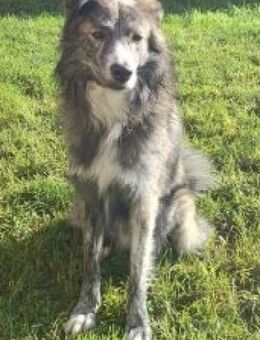 Herr Schmidt (Rafael) 60 cm - Alpenrod