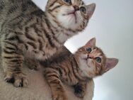 Nur noch 2Bkh Bengal mix Kätzchen zu vergeben - Augsburg