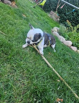 Hunde - Preetz (Schleswig-Holstein)