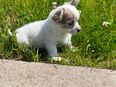 Welpen Chihuahua Reinrassige für 400 Euro in 99089