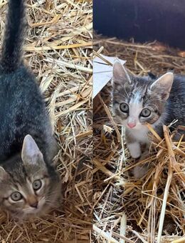 Babykatzen - Neustadt (Rübenberge)