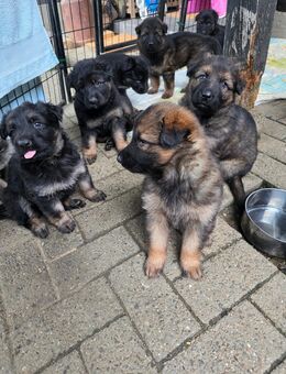 Schäferhund Welpen deutscher Schäferhund altdeutsch - Overath