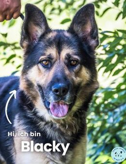 Blacky SI liebevoller Riese - Rheine