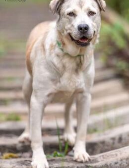 ANDA - ruhig und weise - Augsburg