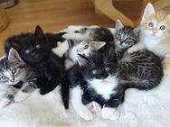 6 Heilige Birma / EKH Kitten Katzen Abholbereit - Ramsen CH