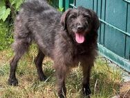 Blacky Mix Hündin ca. 5,5 Jahre in 55252 - Reutlingen