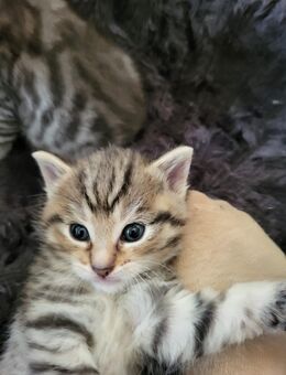 Katzenbaby - Frankenthal (Pfalz)