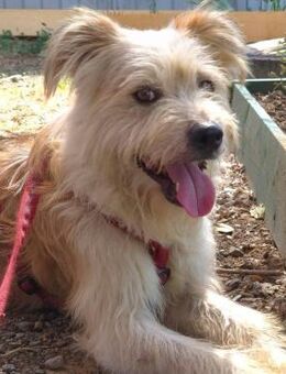 HENNESSY - aufgeblüht, brav, lieb - Velbert