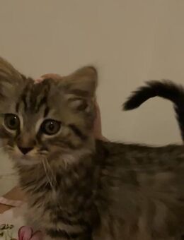 Amerikanische lang hair Baby Katze - Ichenhausen