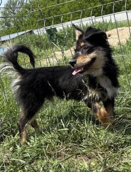 Frankie - verschmust und sehr freundlich - Westerholt