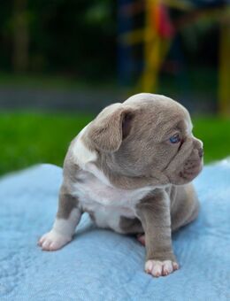 Französische bulldogge welpen - Siegen (Universitätsstadt)