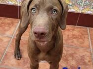 Drako sportlicher Weimaraner Mix 03/24 - Ruppertsecken