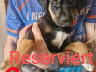 Labrador Mischlingswelpen - Weißdorf